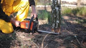 How Our Tree Care Process Works  in  Etowah, TN